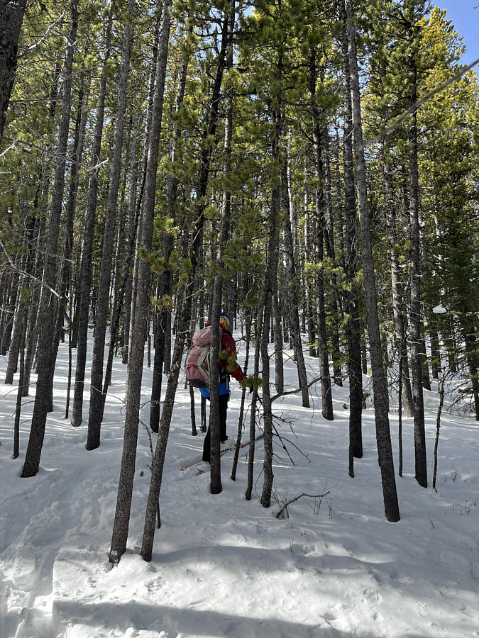 Not your classic tree skiing terrain!