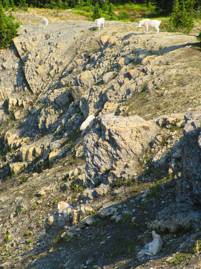 Some were well-camouflaged among the rocks!