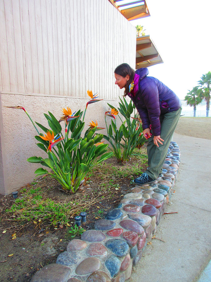 May the bird of paradise fly up your nose!