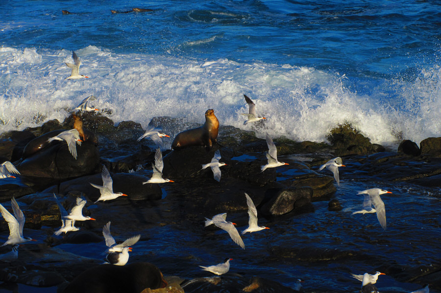 Wildlife overload!