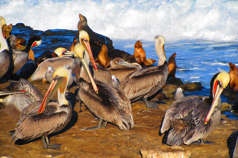 Pelicans have been known to swallow smaller birds alive!