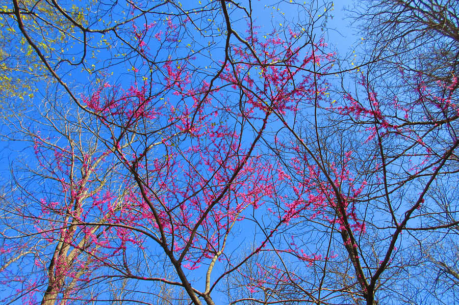 Anyone know what kind of tree this is?