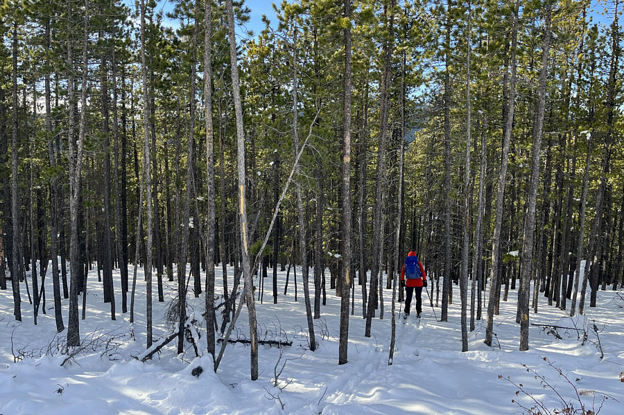 If you like tree-skiing, here's a slope for ya!