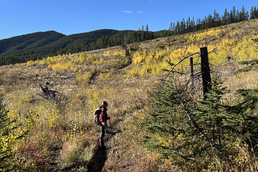 Just as good as seeing golden larches, no?