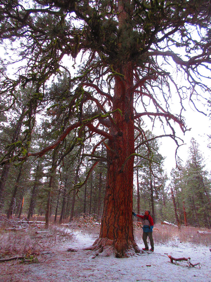 Maybe the oldest tree in Missoula?