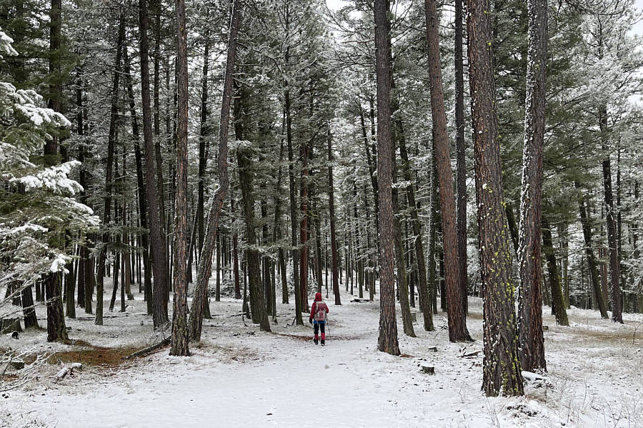 A walk in the woods!