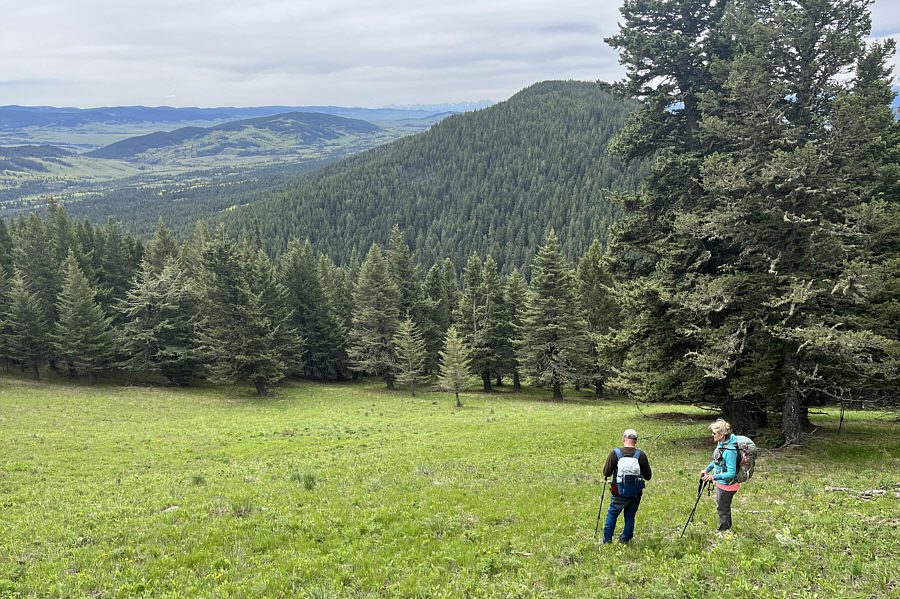 Strange that there is a glade like this halfway up the ridge!