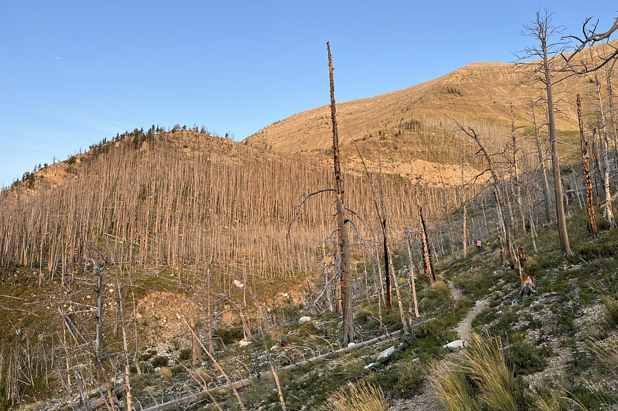 Watch out for deadfall especially when it's windy!