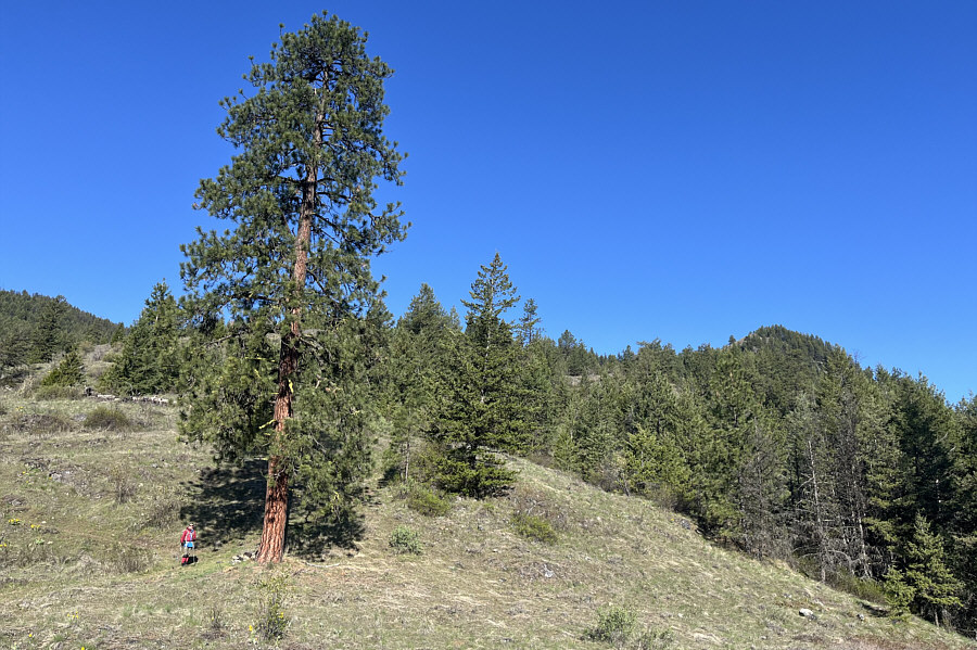 The Lonely Pine!
