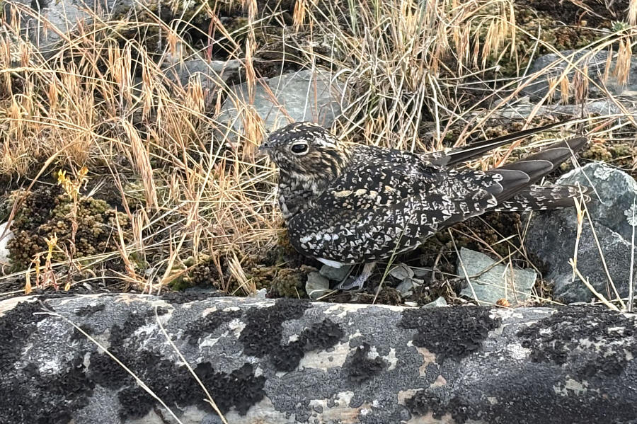 It hissed at me!
