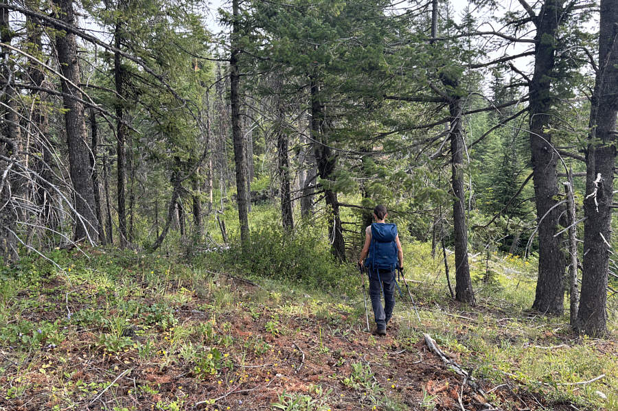 There are some game trails here but also a lot of annoying deadfall.