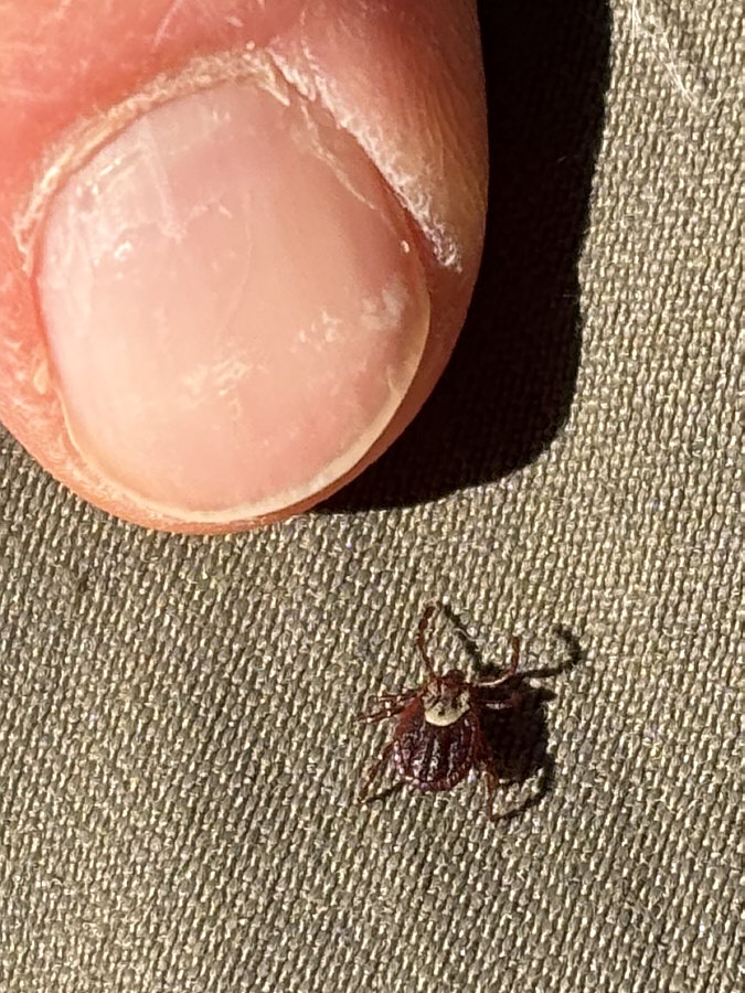 It's a female wood tick.