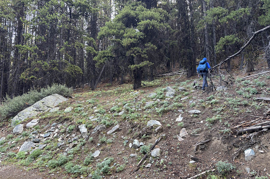 It's a bit of a leap of faith leaving the road, but the bushwhacking is thankfully pretty light.