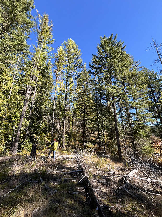 Thankfully, the bushwhacking here is light.