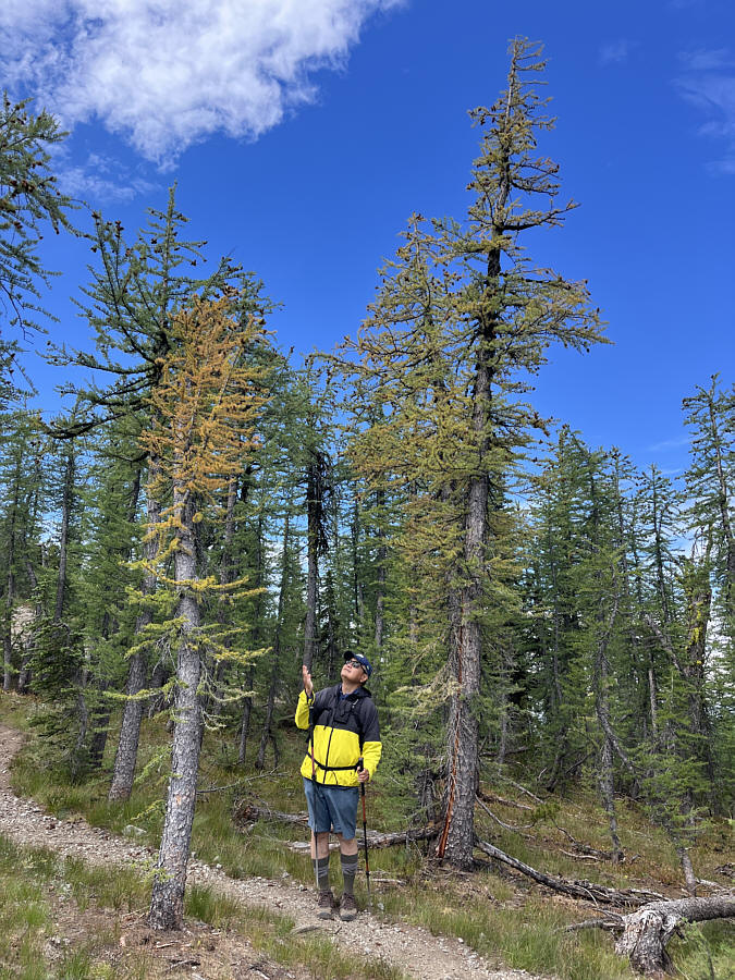 It would be awesome to come here during larch season!