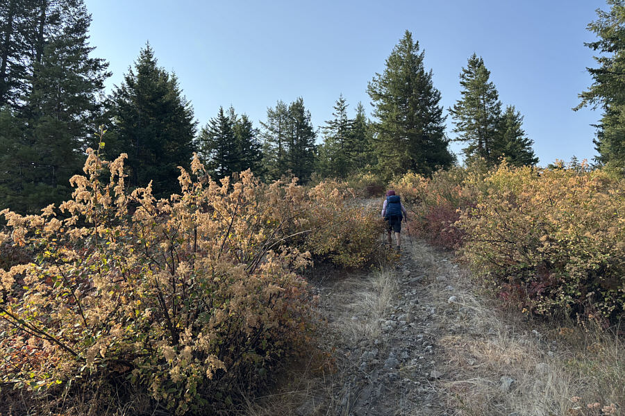 Looks like fall colours already!