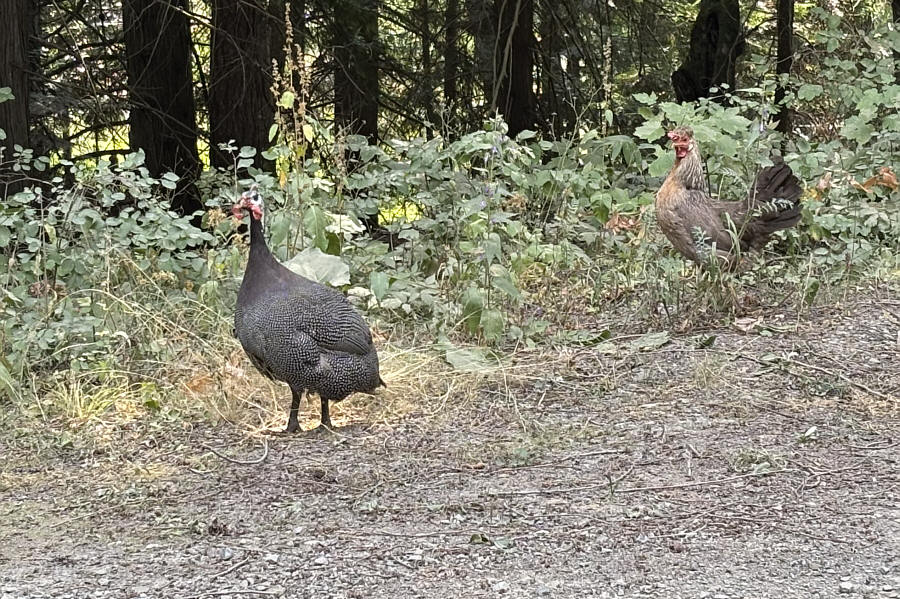 Apparently, guinea fowl are delicious!