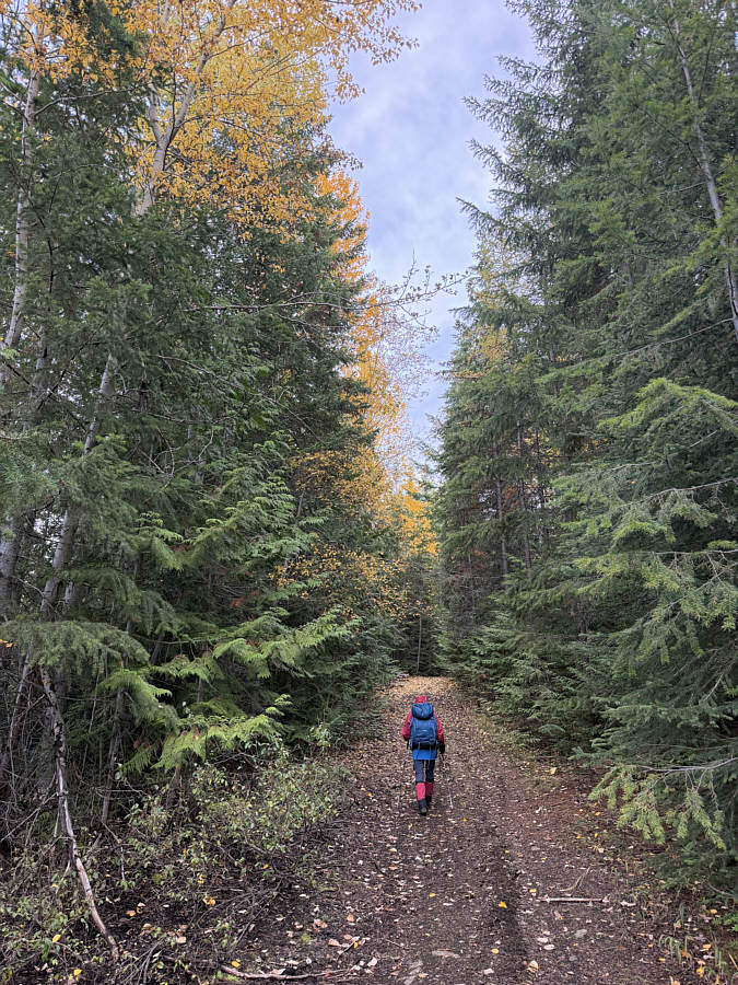 Those yellow trees aren't larches!
