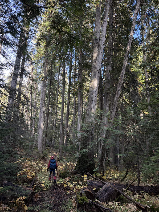 It's always nice to walk under cedar trees.