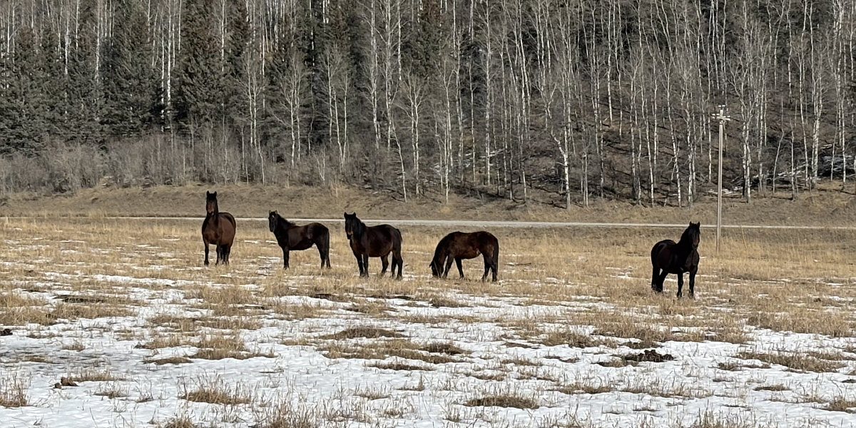 That one on the right didn't move from its spot the entire time!