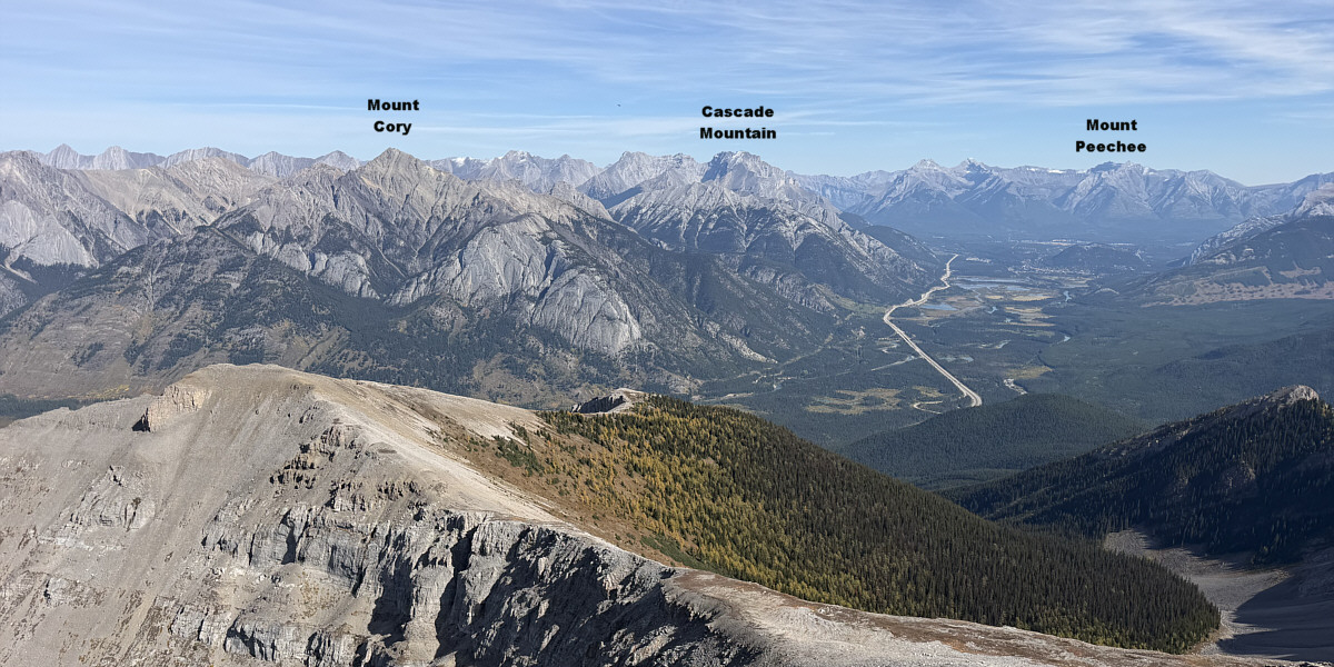 Look at all the golden larches!