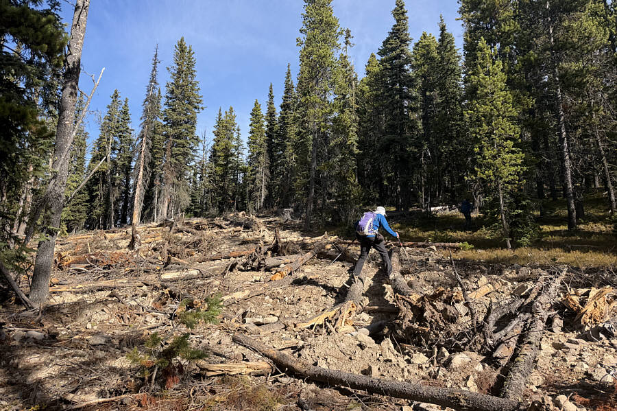 Kinda unpleasant but better than bushwhacking!