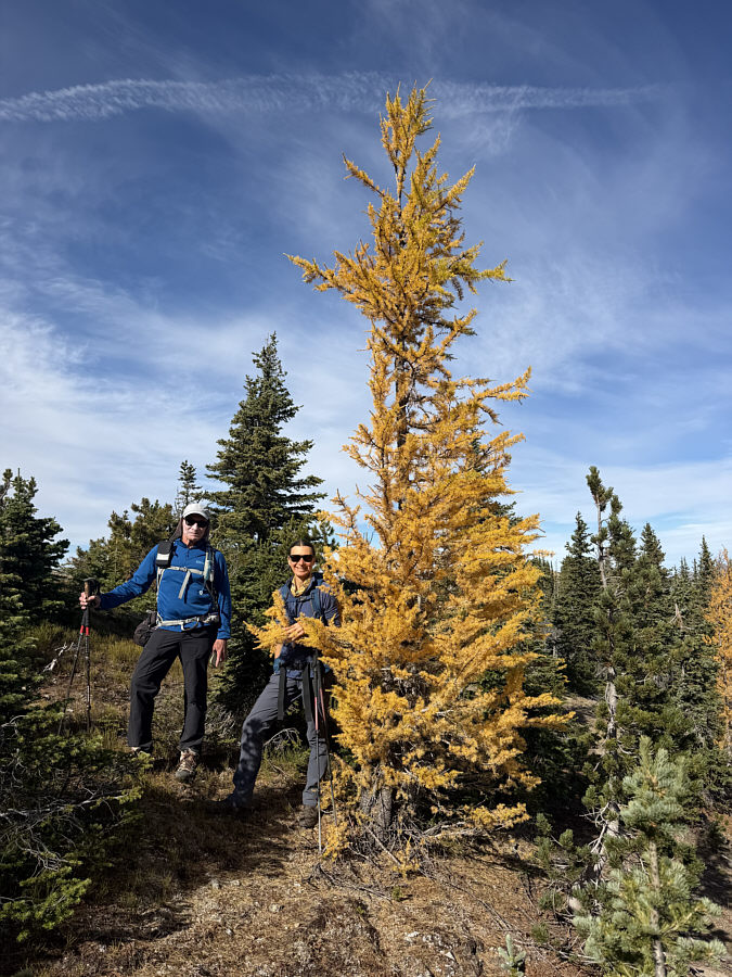 It's larch mania again!