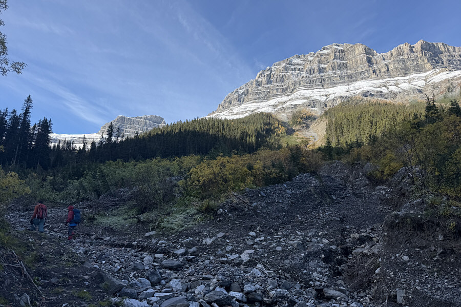 See the golden larches?