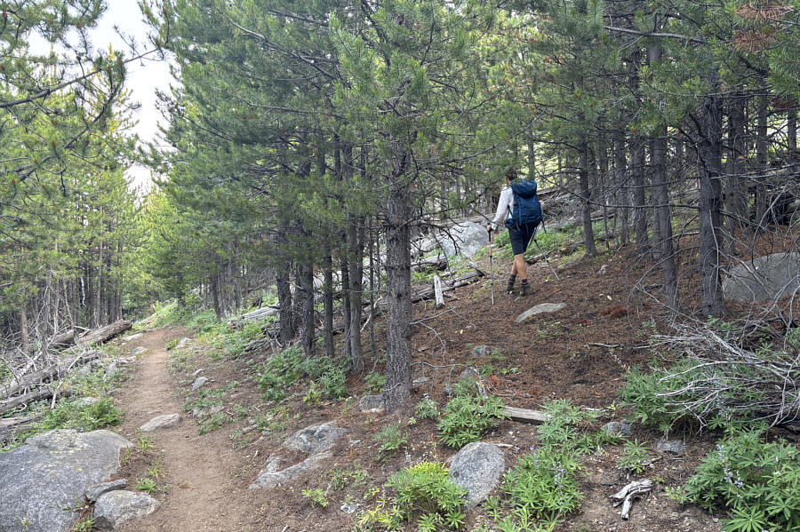 Thankfully, the bushwhacking was light!
