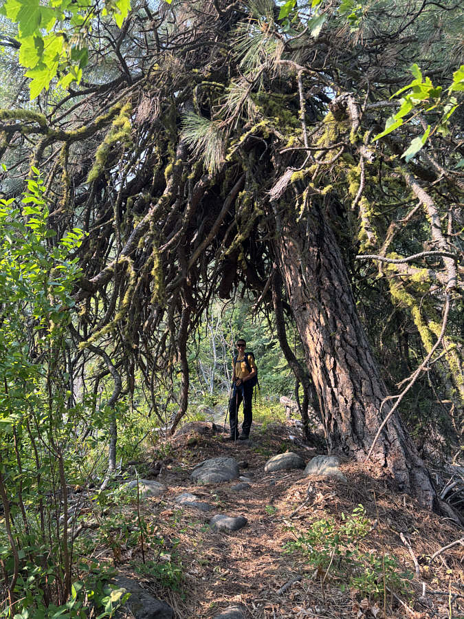 Glad someone chopped the branches which look like roots!