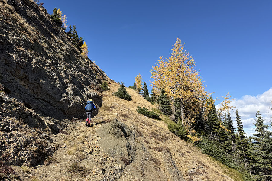 And right beside a nice-looking golden larch!