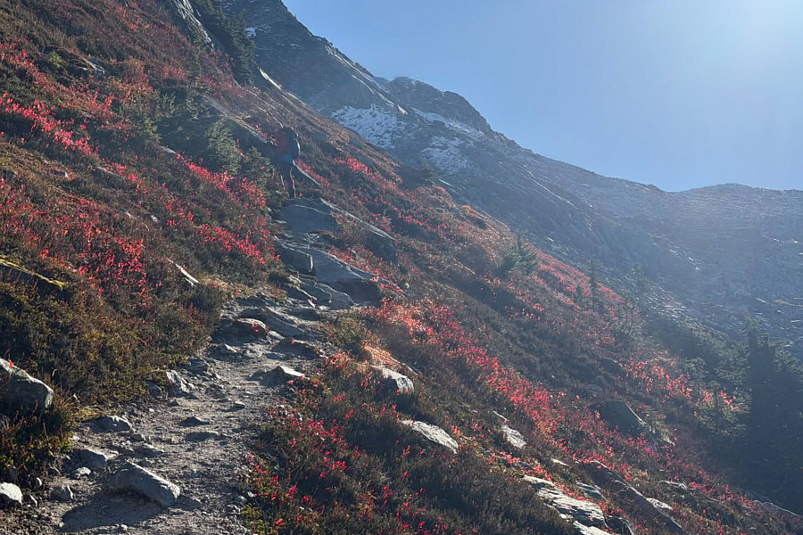 Almost looks like a poppy field!