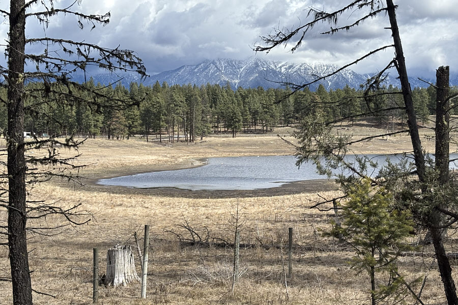 There are swans here...