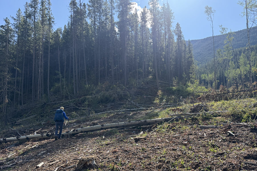 The trail is initially choked with deadfall anyway.