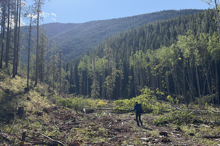 Go find the trail on the slope at left!