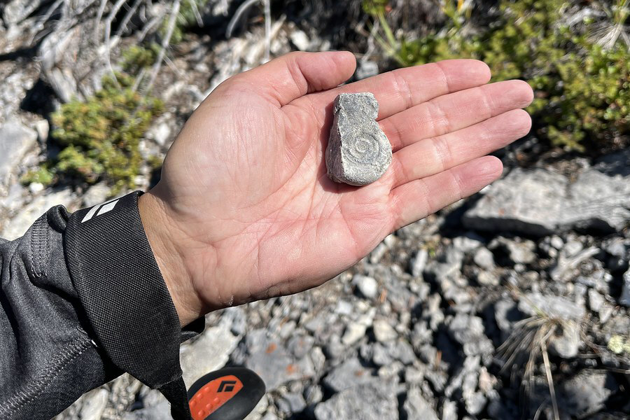 It's a small--not giant--ammonite, I think.