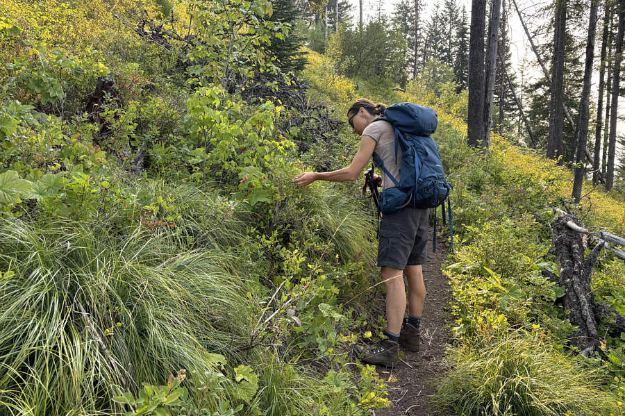At least there's something to eat along the viewless trail!
