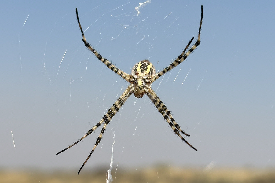 Magnificent! Keep eating those mosquitoes and flies!