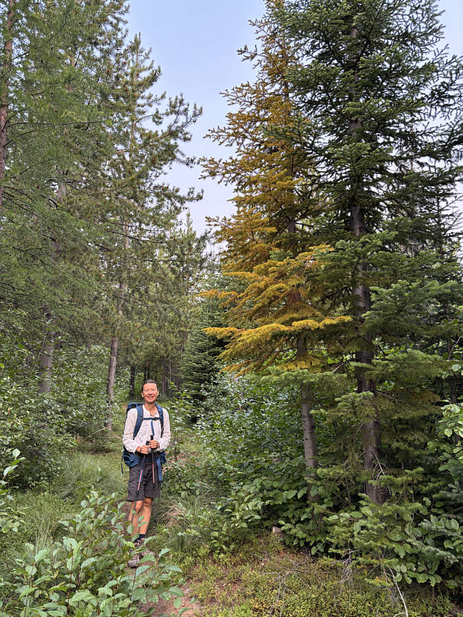 If all spruce trees were like this, then golden larches would seem pretty mundane!