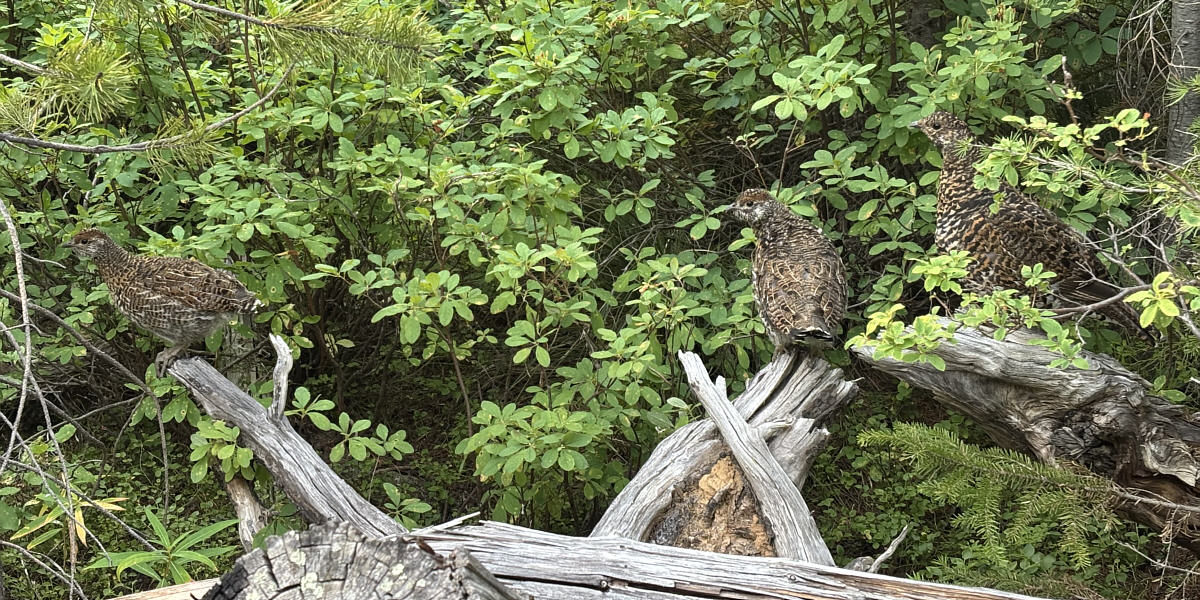 There was at least one other chick hiding in the bushes.