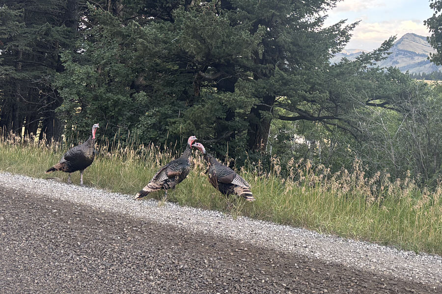 Gobble, gobble...
