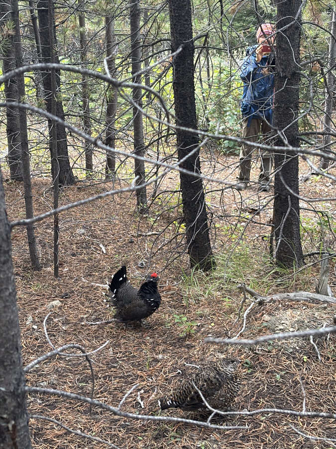 The male is kinda conspicuous with that red crown...easy prey?