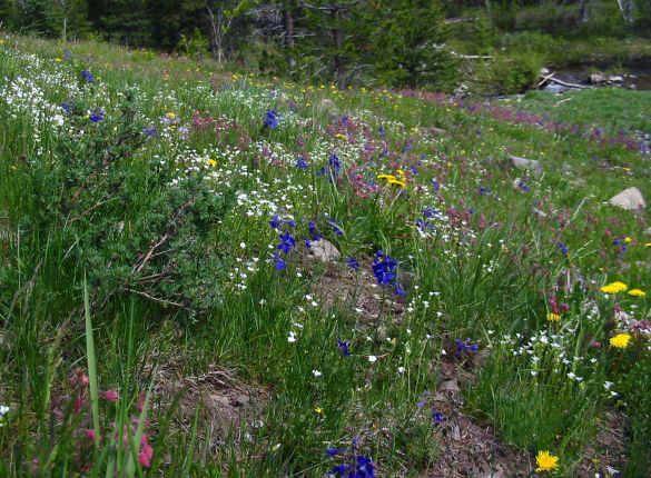 A colourful meadow.