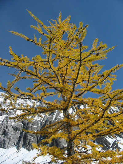 And now, No. 3, The Larch  (old Monty Python running gag)