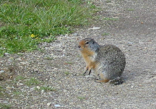 It's funny that you never see Columbian and golden-mantled ground squirrels in the same place.  It's always predominantly one or the other.