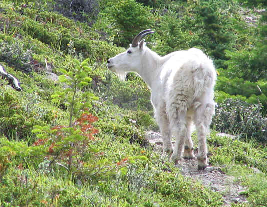 I was a little surprised to see this goat well below tree line.