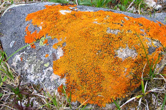 I lichen this very much!