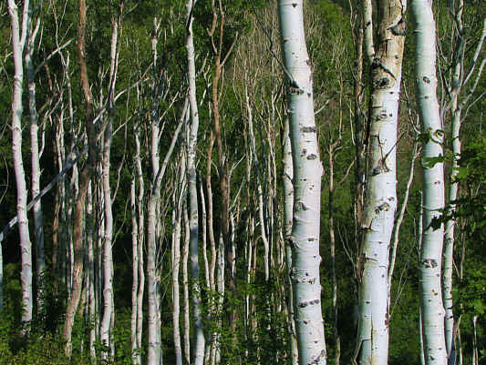 Anyone know what the difference is between aspen and birch trees?