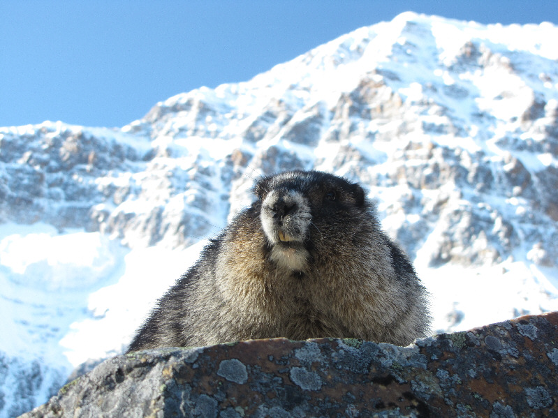 I was a bit surprised to see marmots, ground-squirrels and pikas cohabiting on the same moraine.