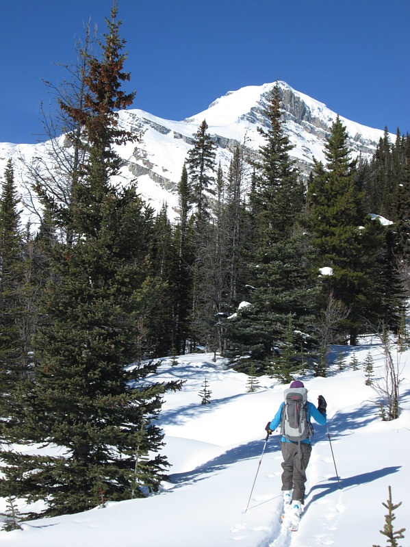 Aga isn't afraid to bushwhack while skiing too!